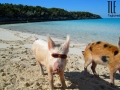 Pig wearing sunglasses near Staniel Cay, Bahamas