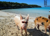 Pig wearing sunglasses on the beach near Staniel Cay, Bahamas